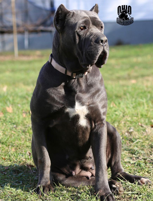 Ohio Cane Corsos Kennel with Beautiful Champions